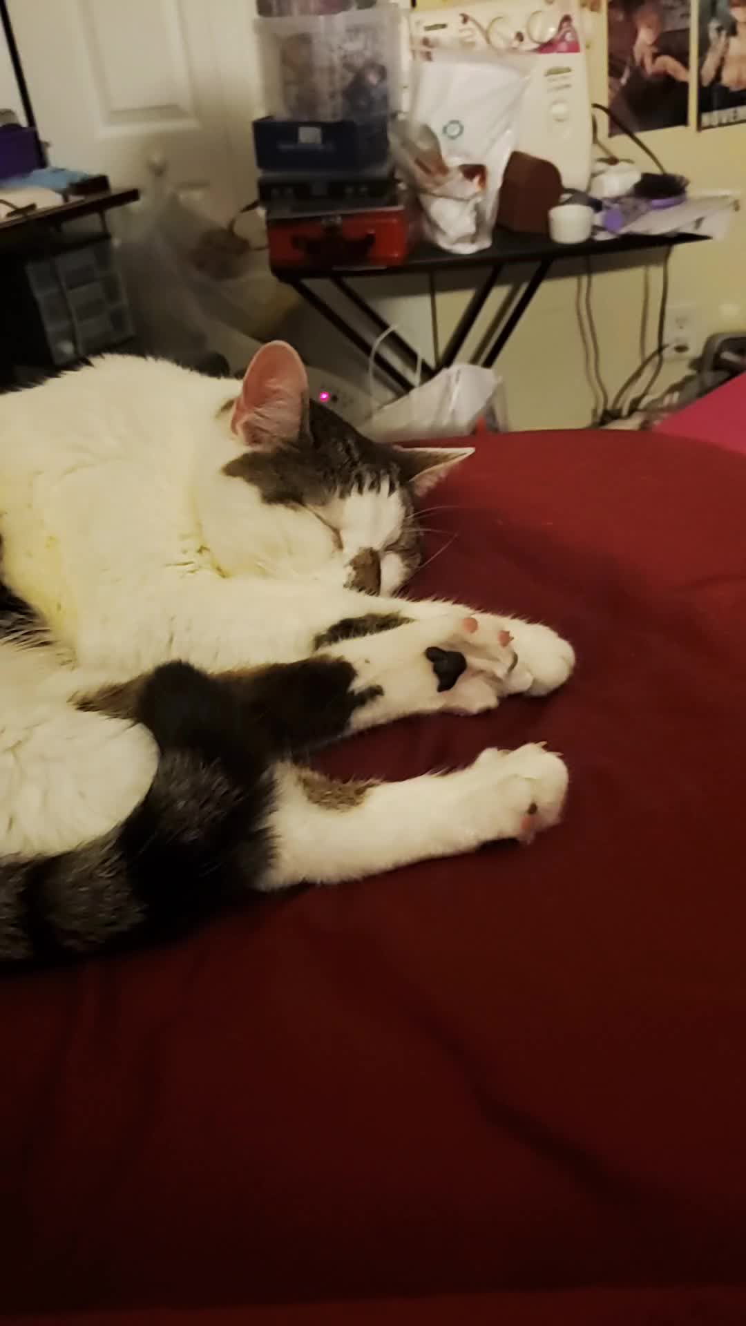 @Nekomaxychan