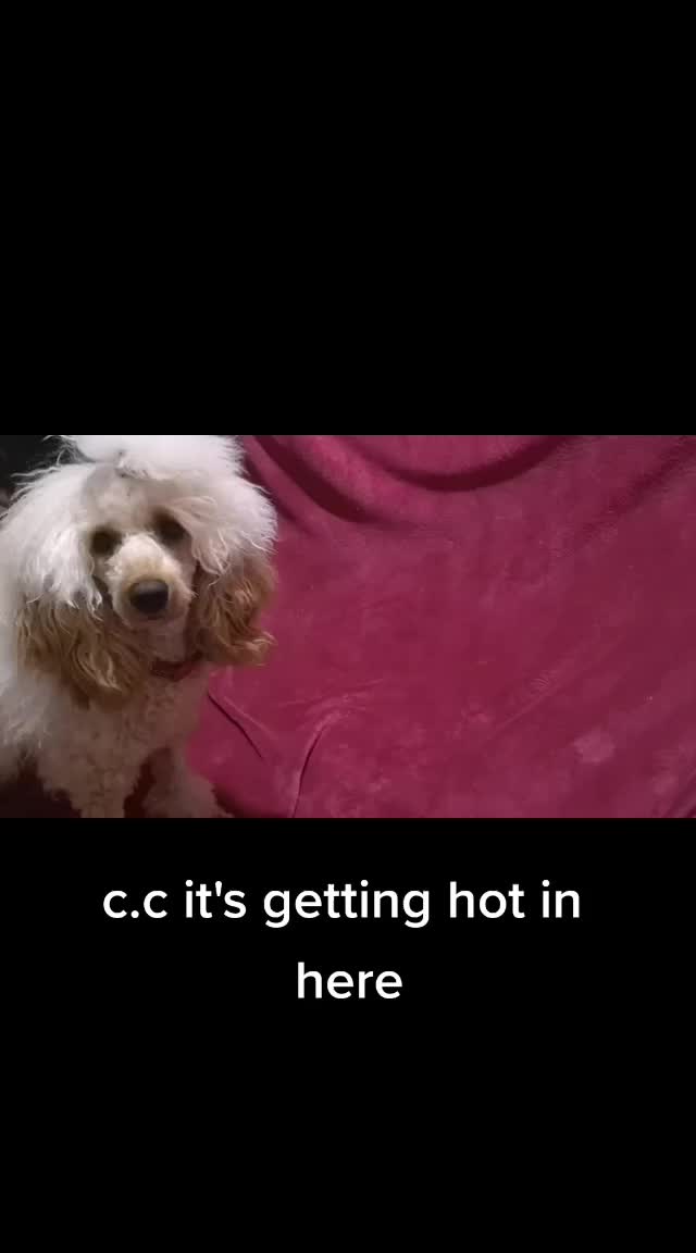 @Dog A.I.D.