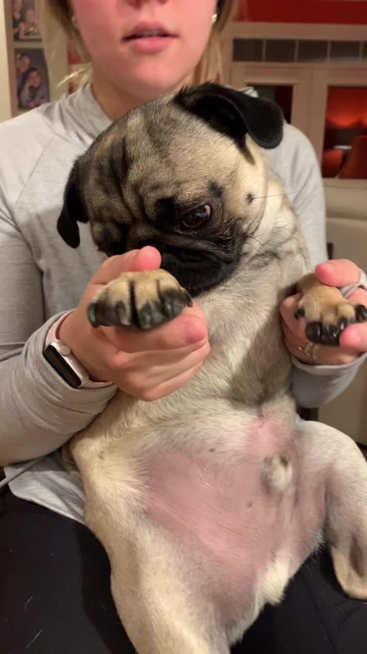 @The real Dave the pug🐶