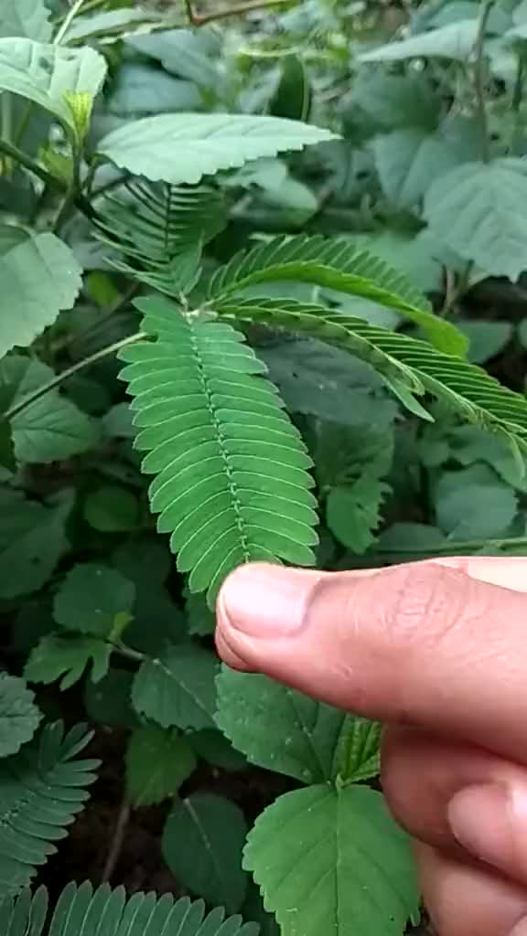 @Bhaba das