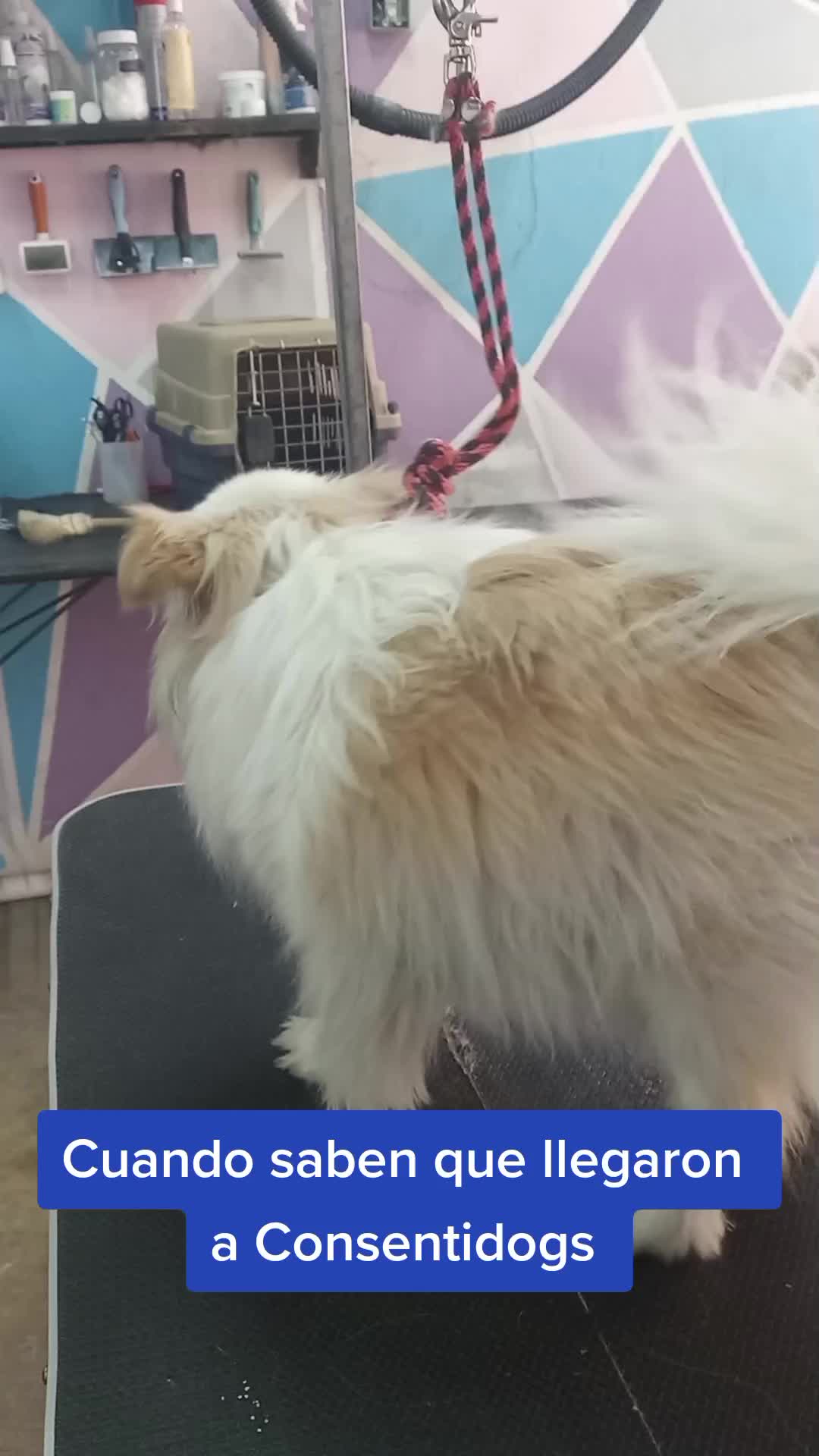 @🐶Consentidogs🐶