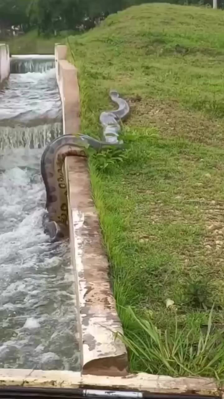 @Pantanal Sul-Matogrossense