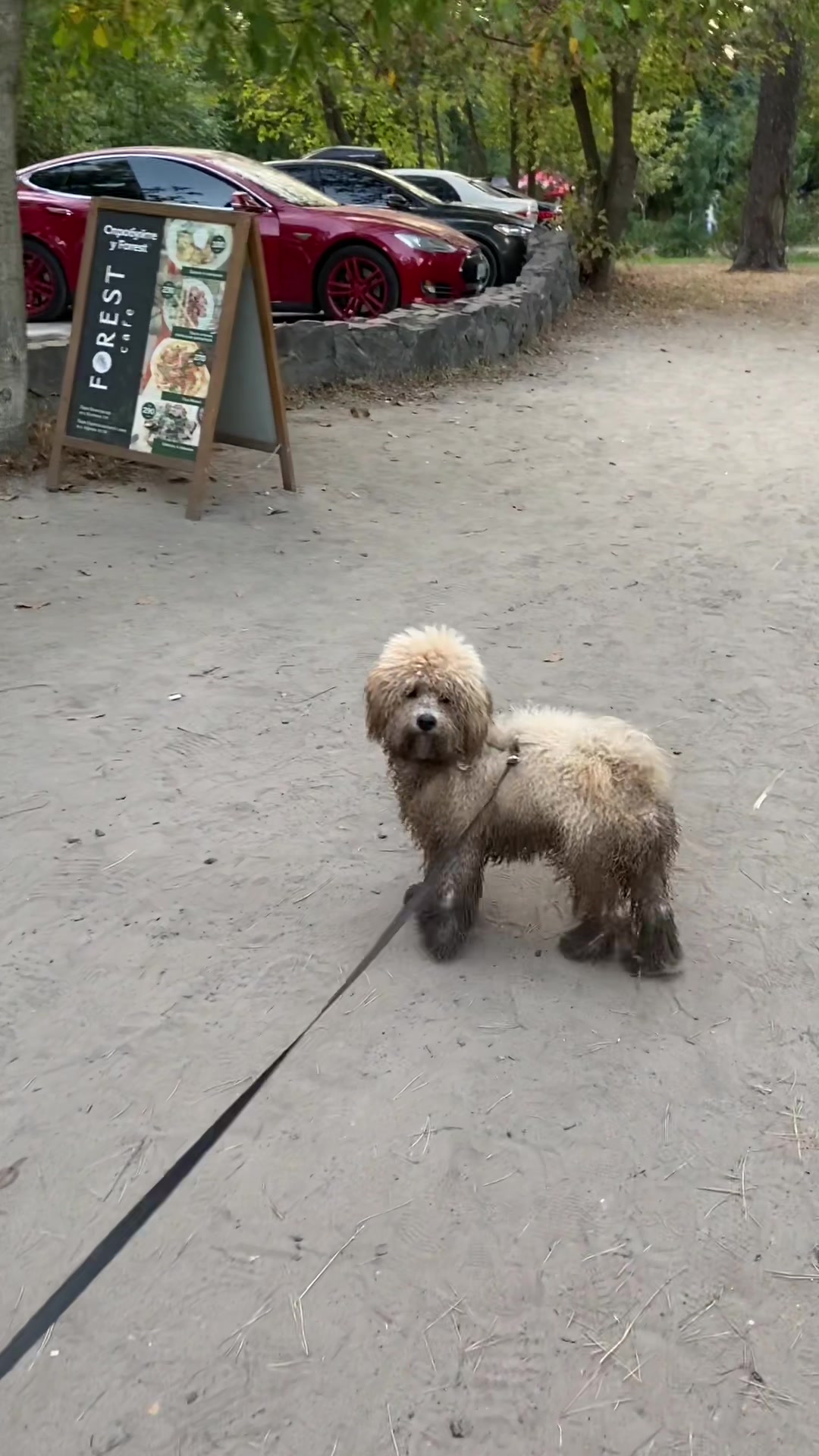 @barney poochon 🐾