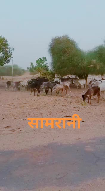 @@Dewasi Samrani