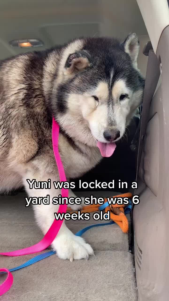 @Ray of Hope Rescue