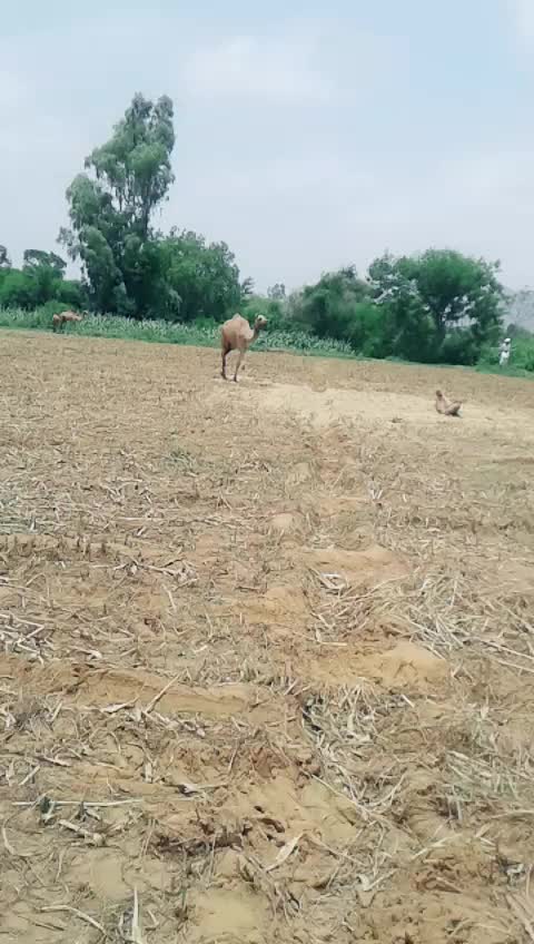 @Rutvik Desai