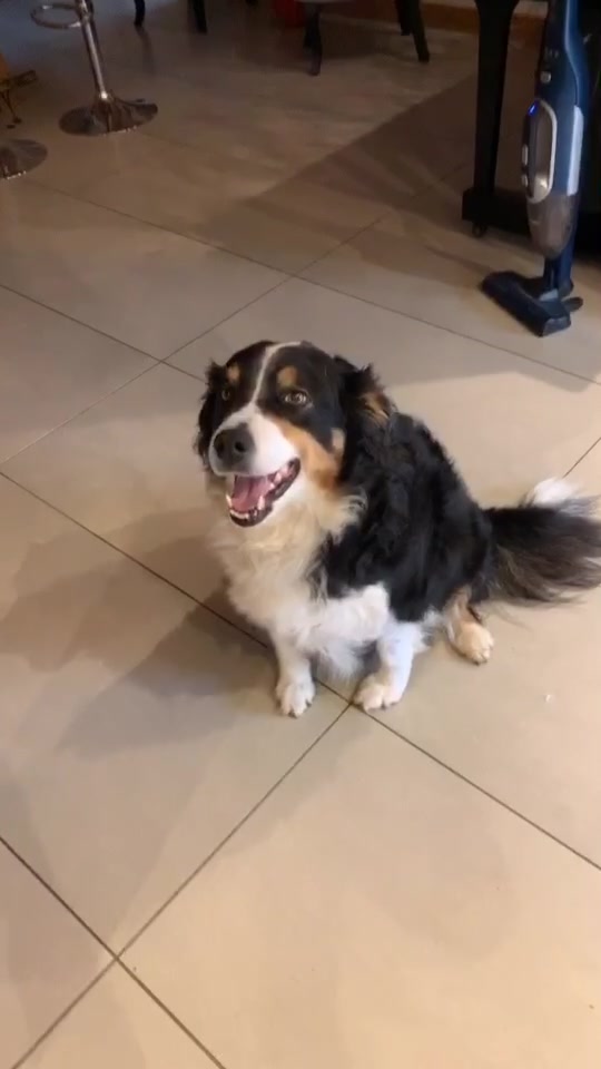 @Chocolats Le Chien