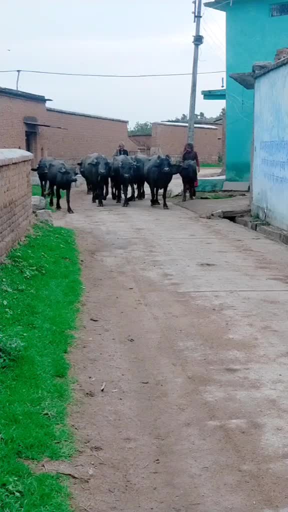 @Cb Yadav Yadav