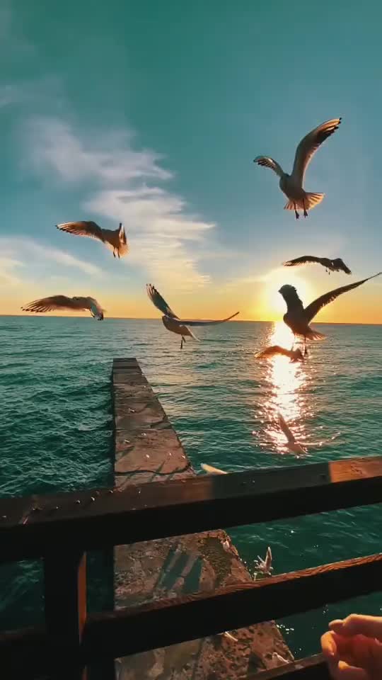 @🕊️𝖅𝖆𝖗𝖆🕊️