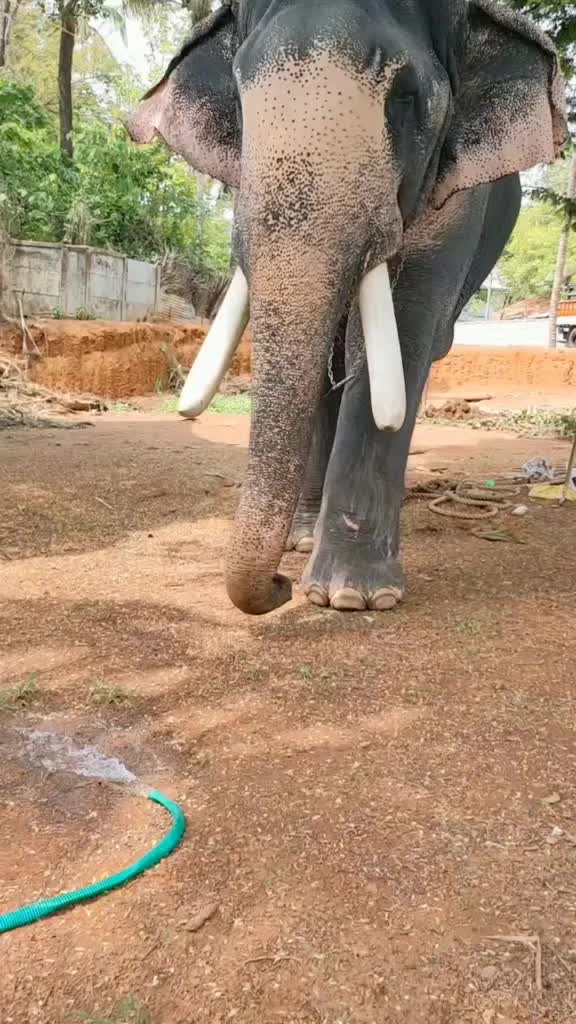@Manoj Puthupally