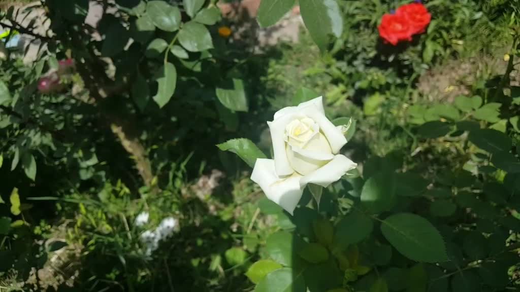 @karuvachi