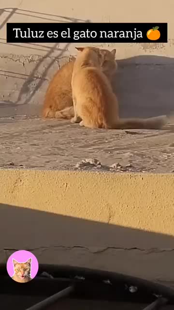 @LalolocoxD