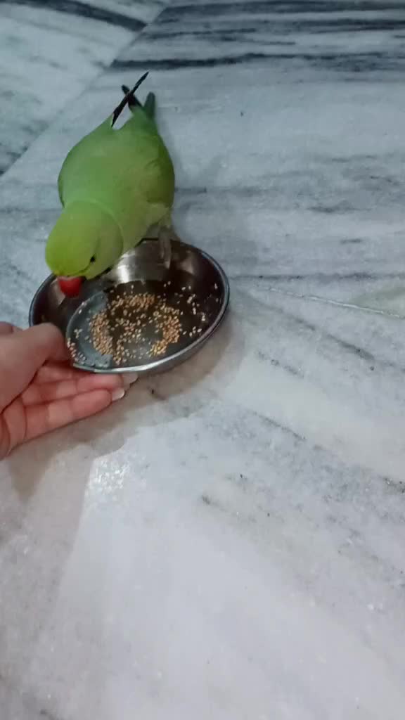 @Muskan Rajpoot