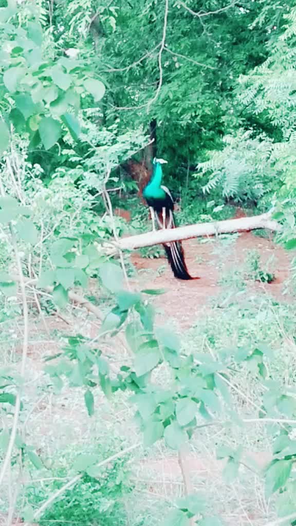 @suban nagarkovil 74