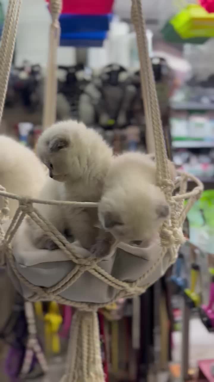 @KANMAZ PETSHOP
