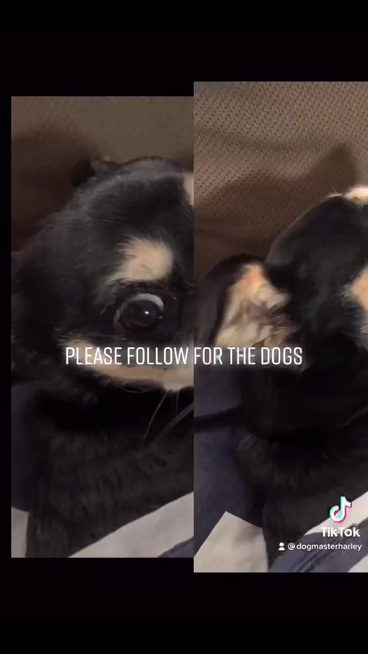 @DOGMasterHarley