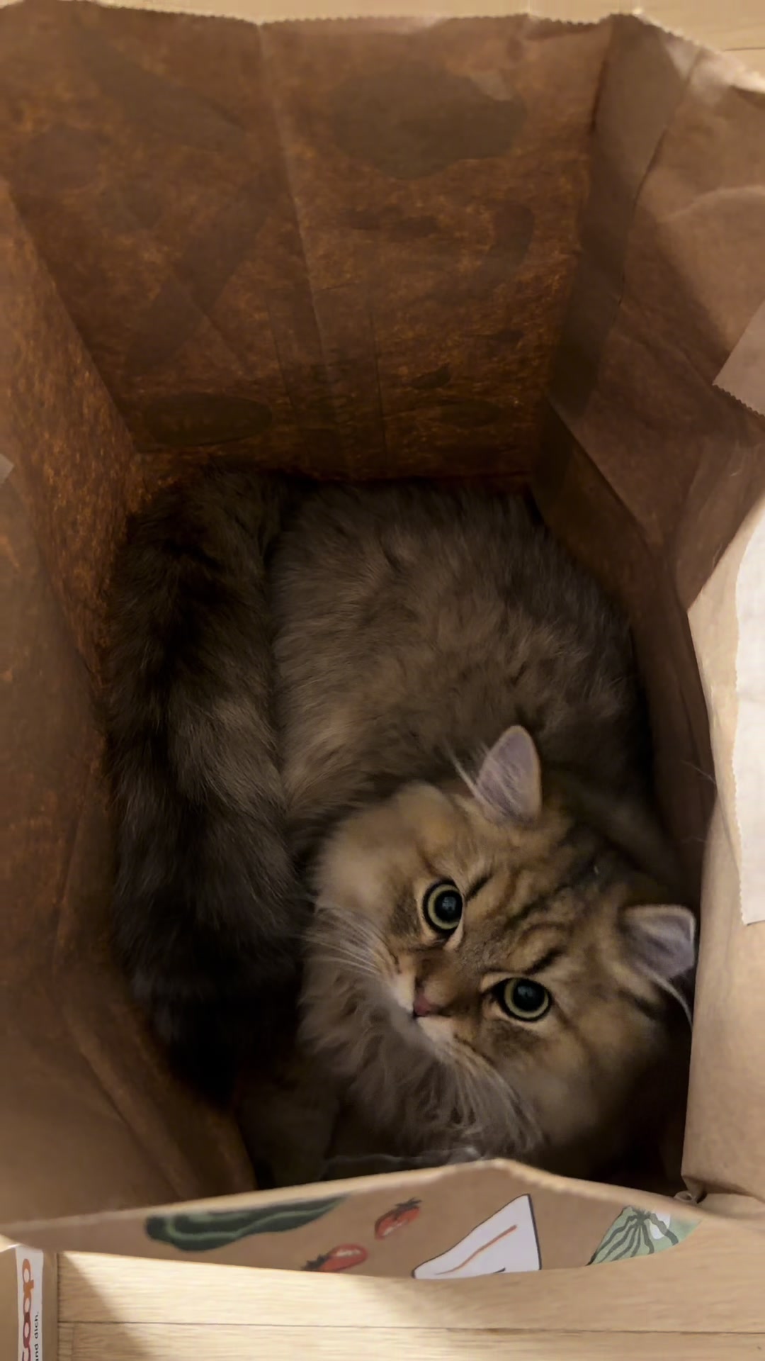 @Tommy the cat