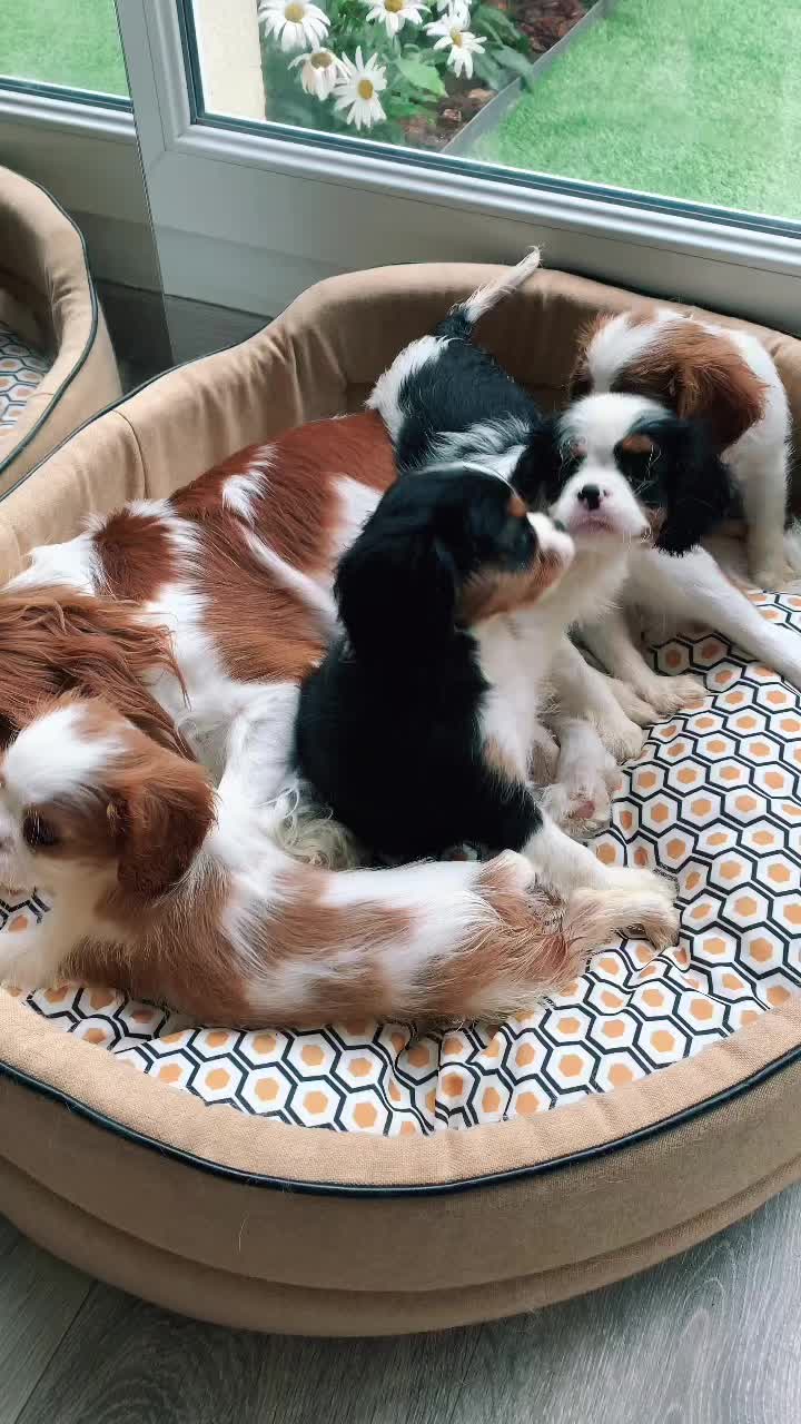 @Cavalier_king_charles_paris