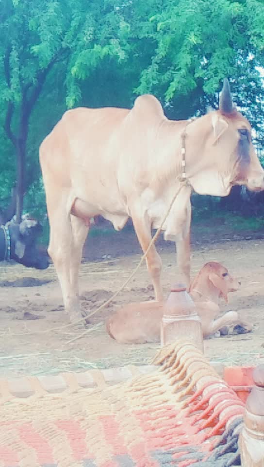 @🙏राજાगाત્રાड वाળા🙏