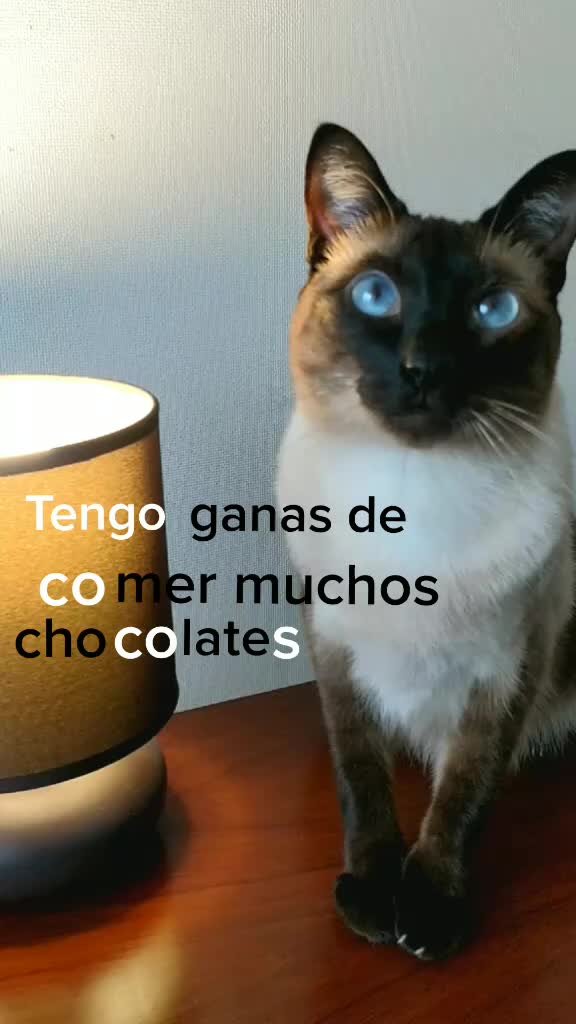 @Titan the Cat