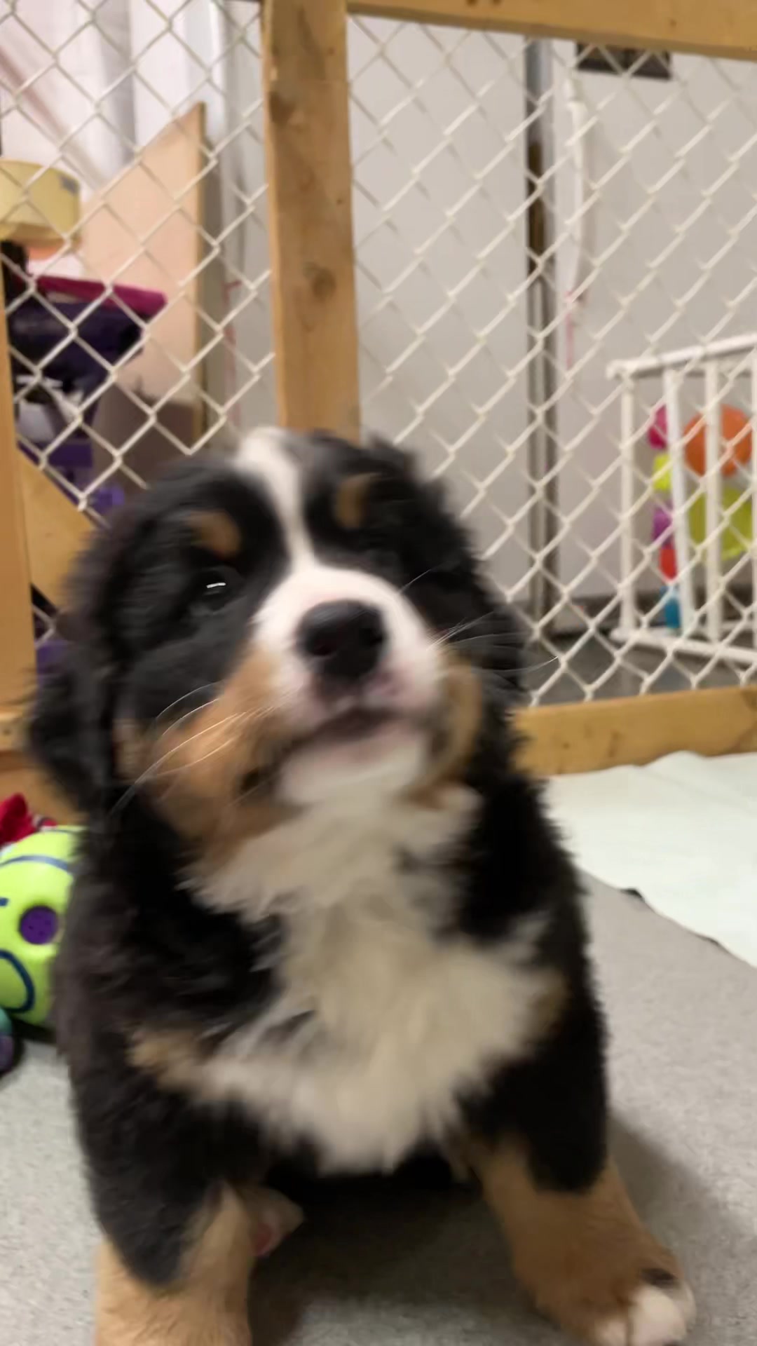 @SennenridgeBernese