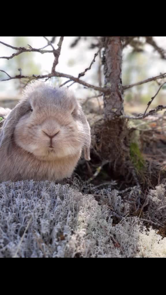 @The_Bunny_Family__