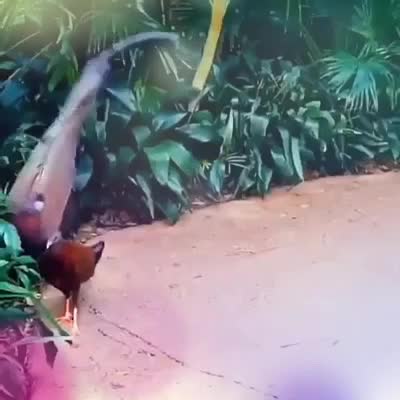 @️