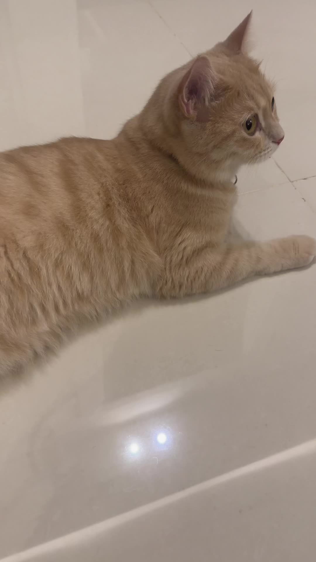 @Gandalf the Cat