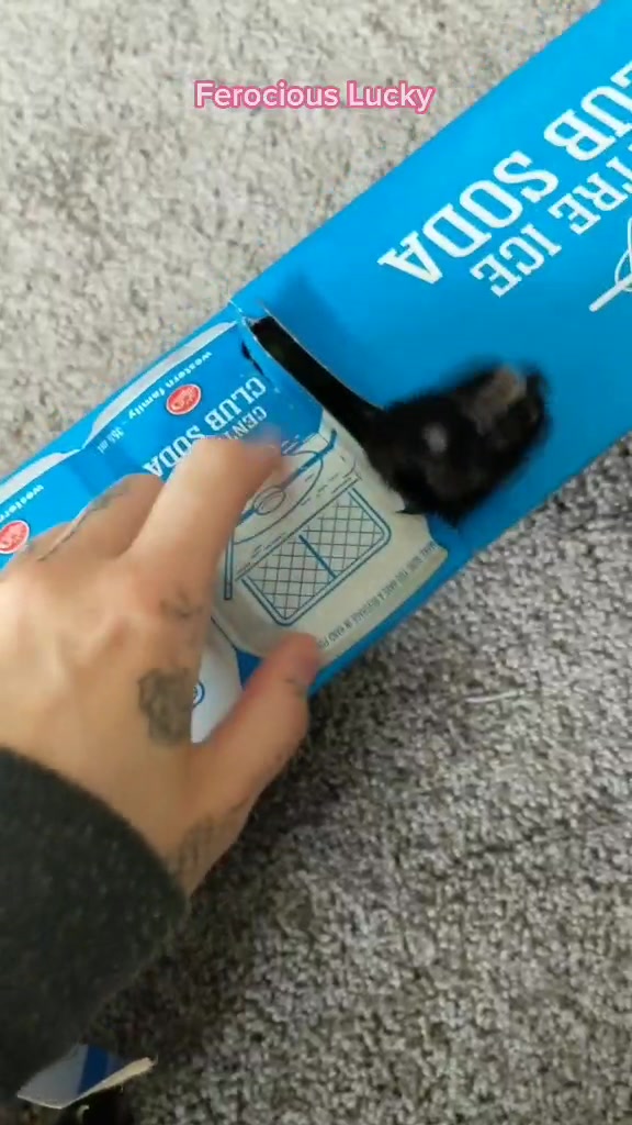 @Greeneyedkitties