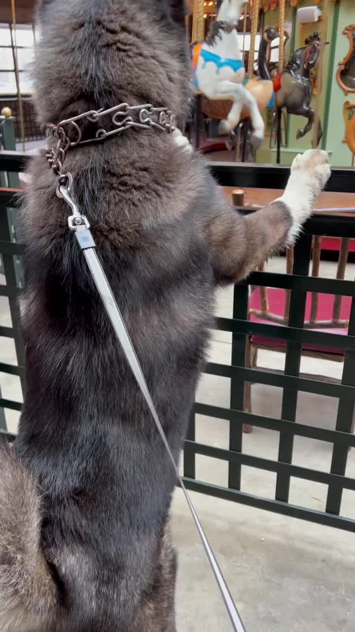 @Akitas.shiba.w