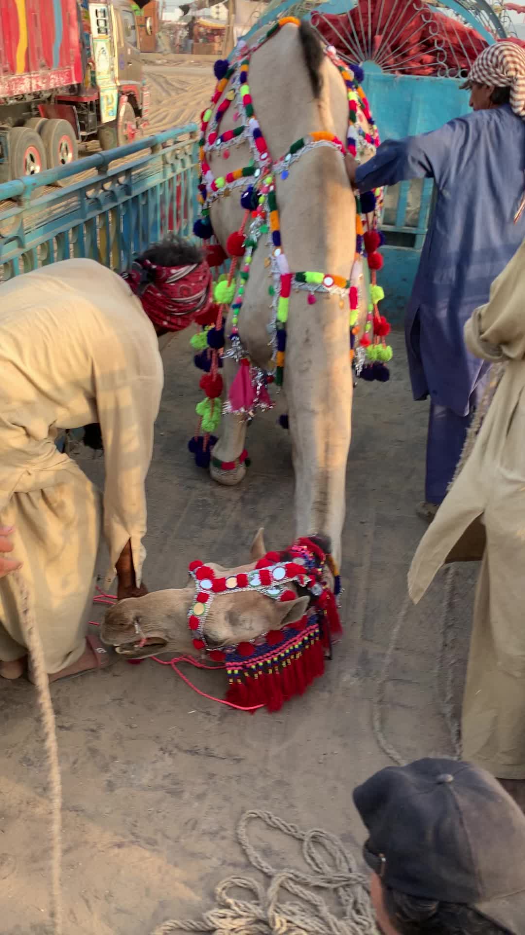 @Animals lover