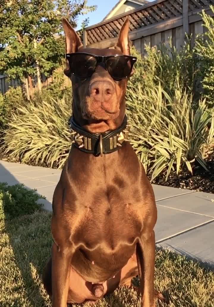 @Cairo the Doberman