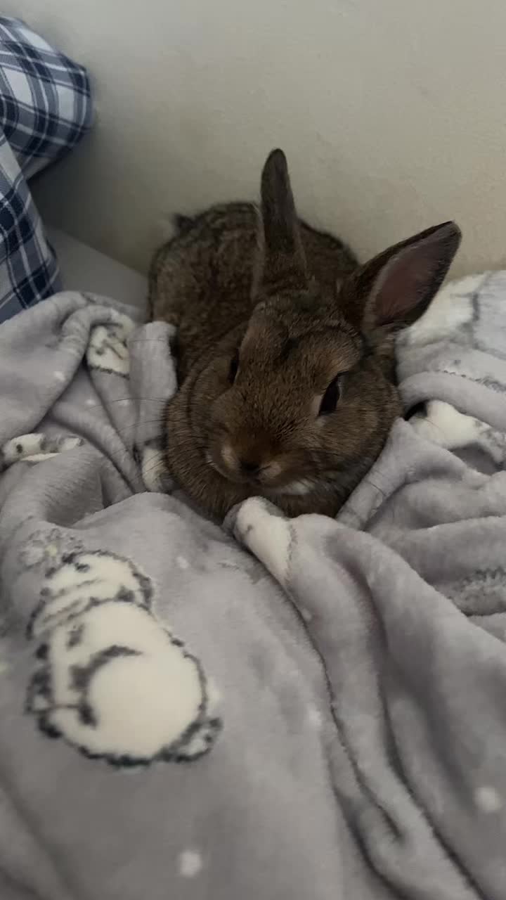 @Bugz_adventures 💙🐰