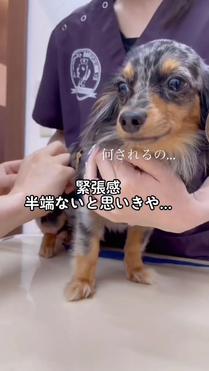 @チワックスの諭吉くん🐾