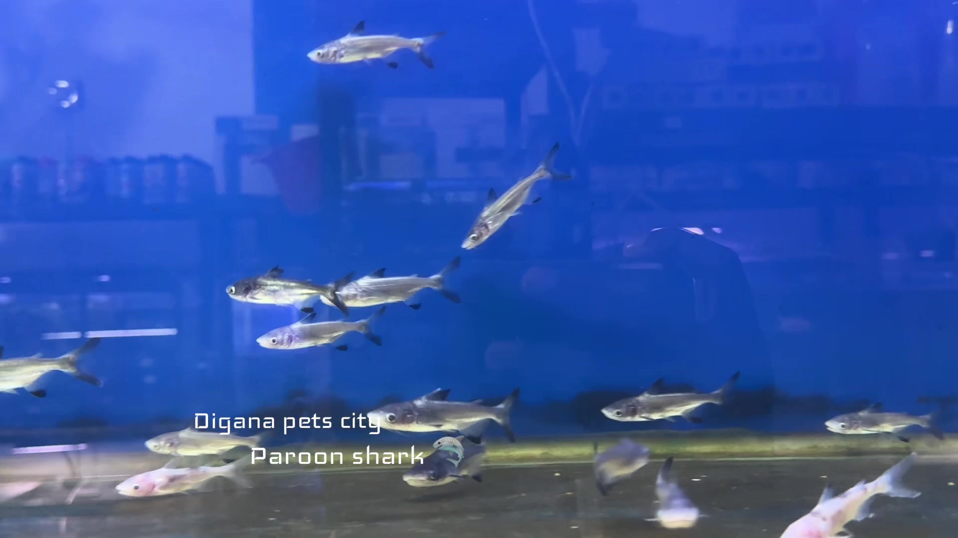 @Digana pets city