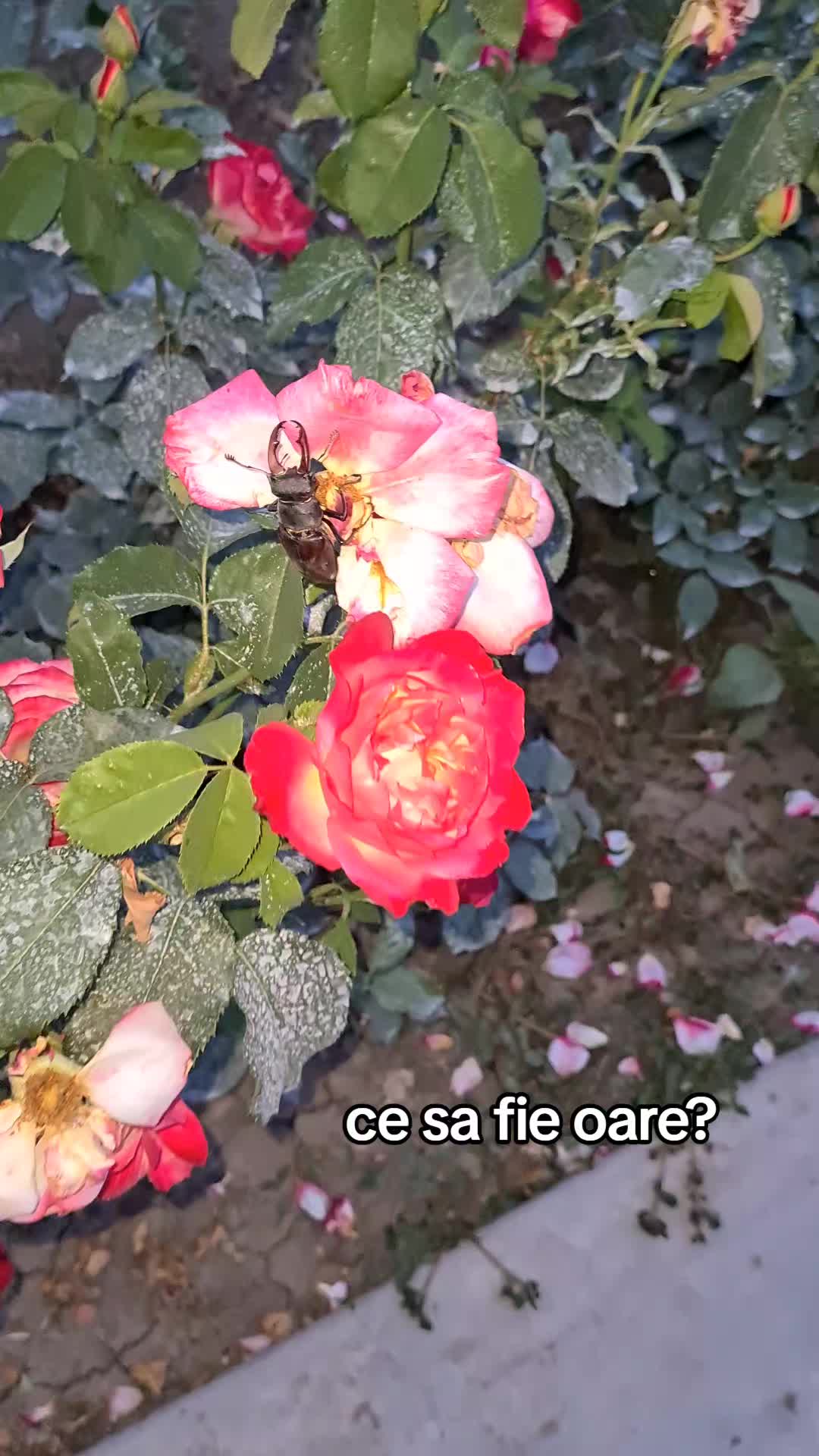 @Bogdan Hriscu
