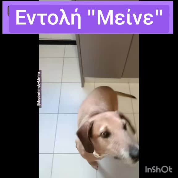@dogtrainingbymelina
