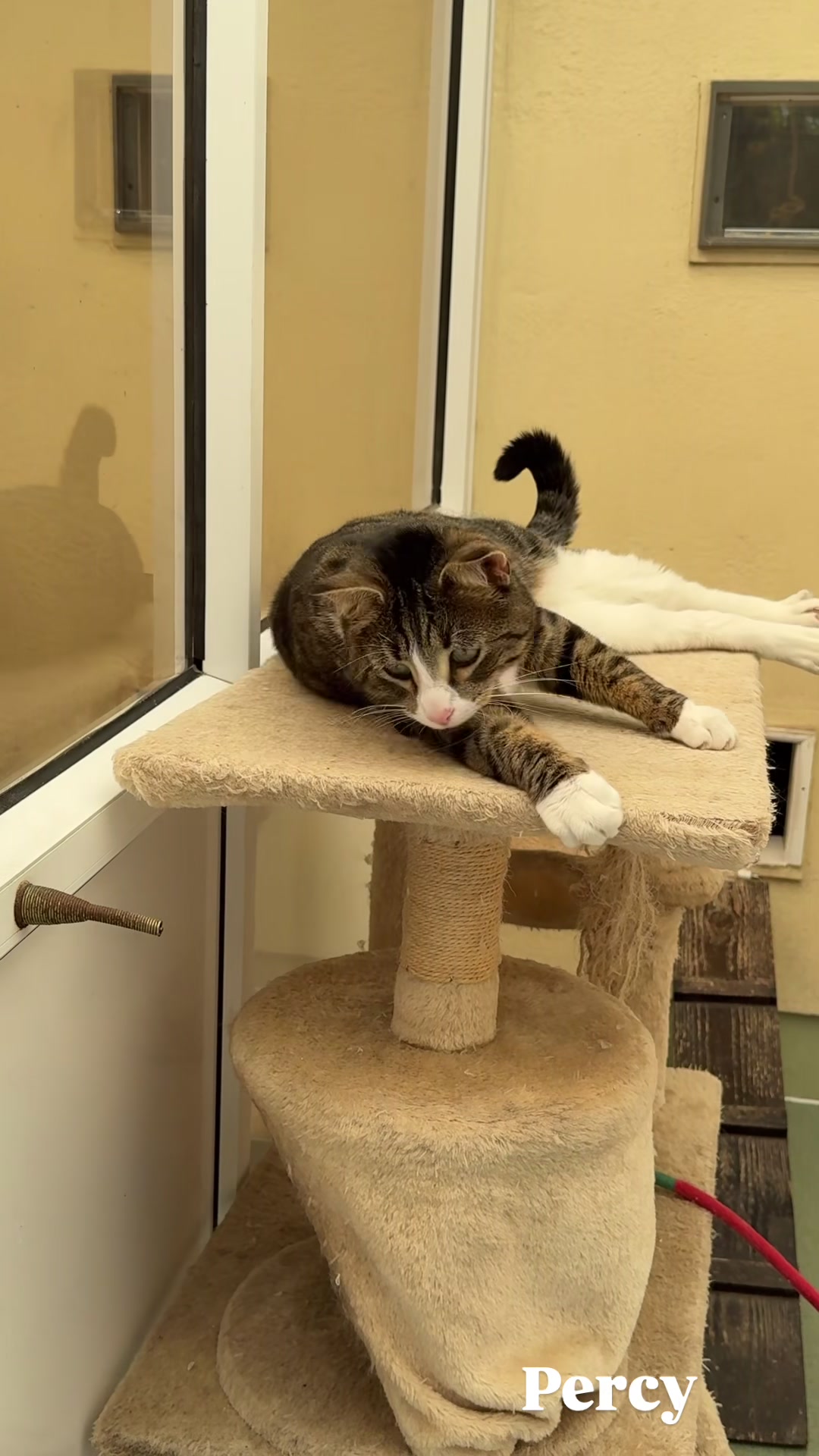 @Herongate Village Cattery
