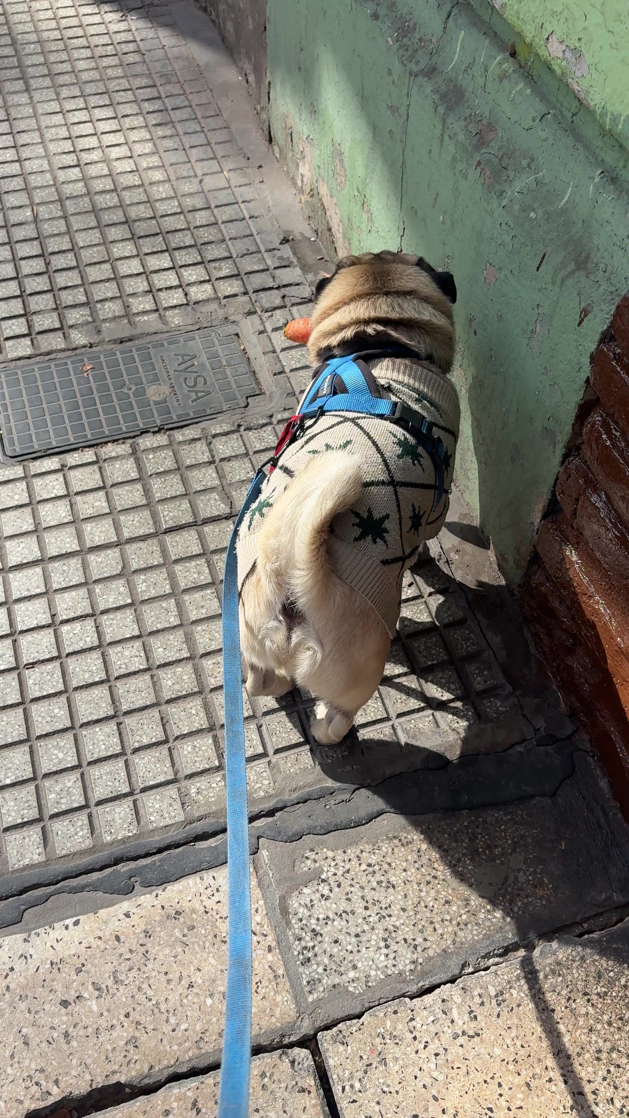 @Lolito pug carlino