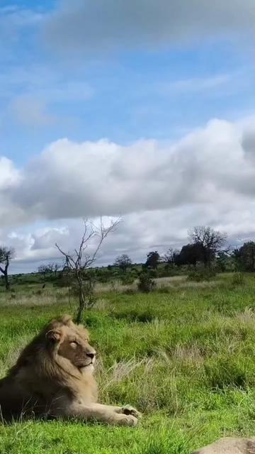 @Guzzicar🦁