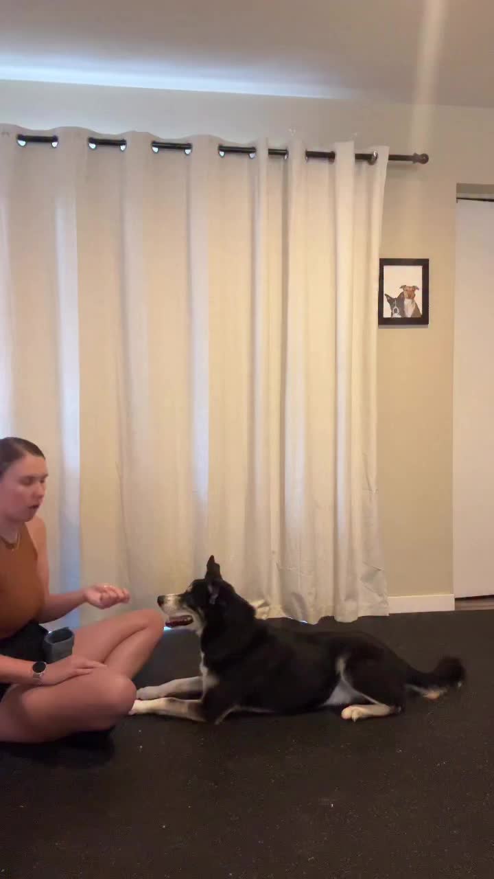 @Marissa | K9 Fitness Coach 🐾