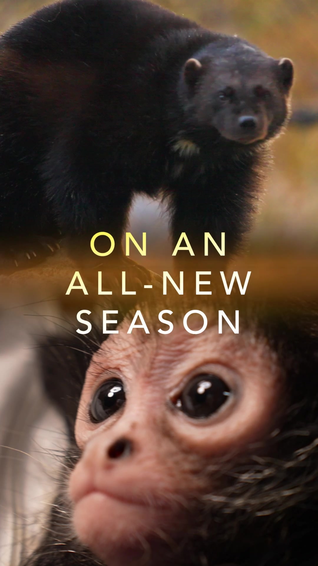 @Mutual of Omaha's Wild Kingdom