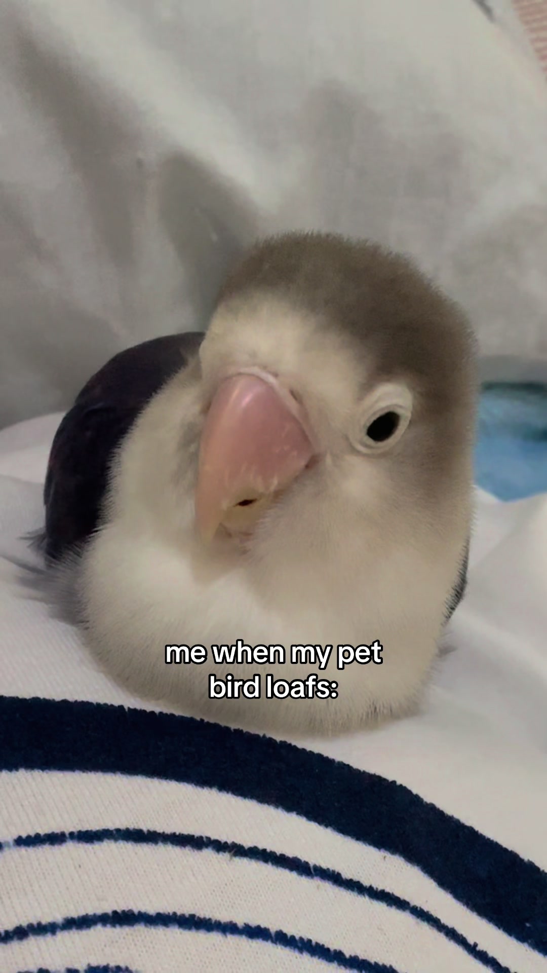@Birdo and BB