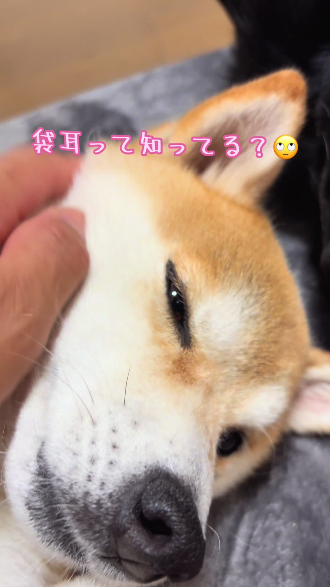 @ムックパパ🔶🐾