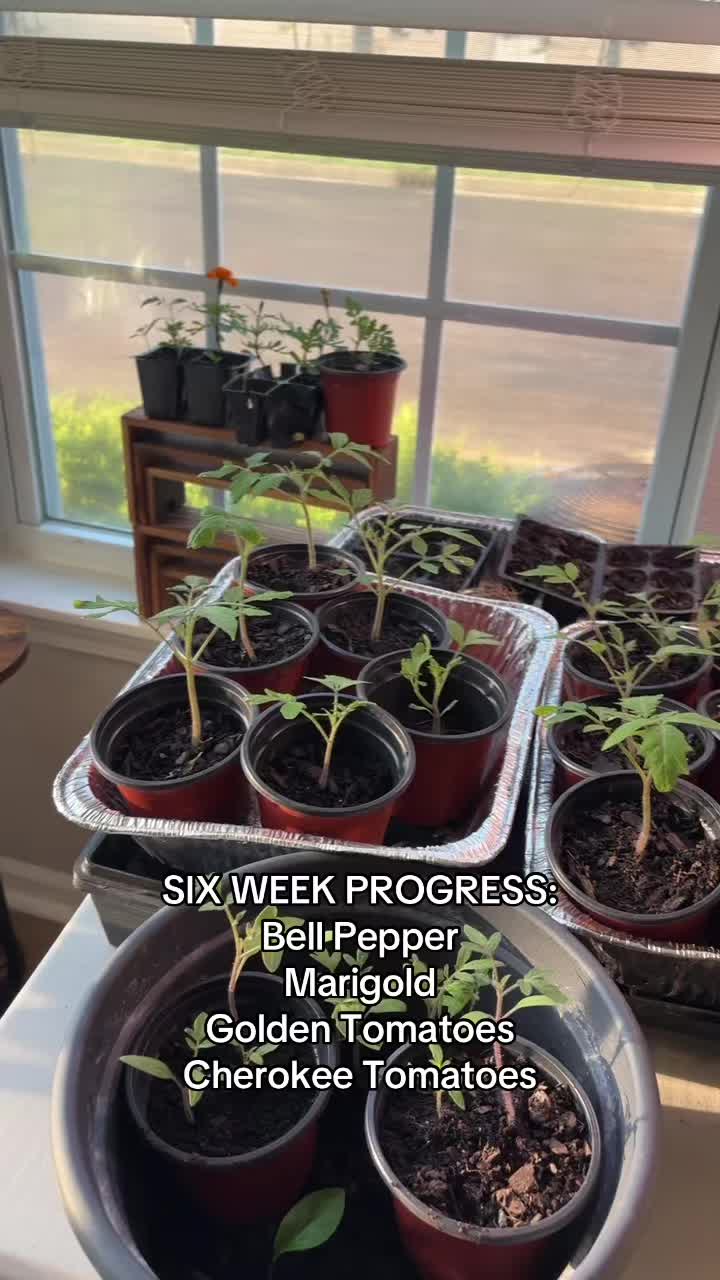 @greengirlgardens