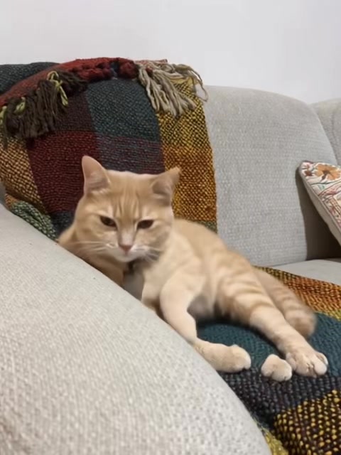 @Gandalf the Cat