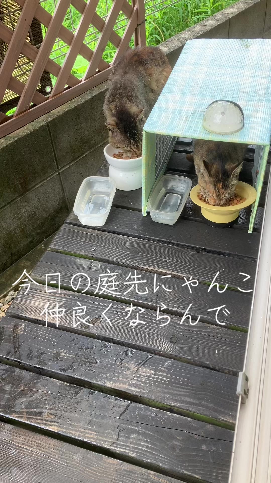 @にゃん⭐︎にゃんZ