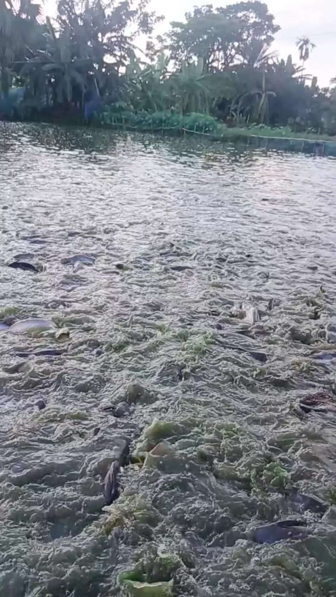 @সুজন মিয়া