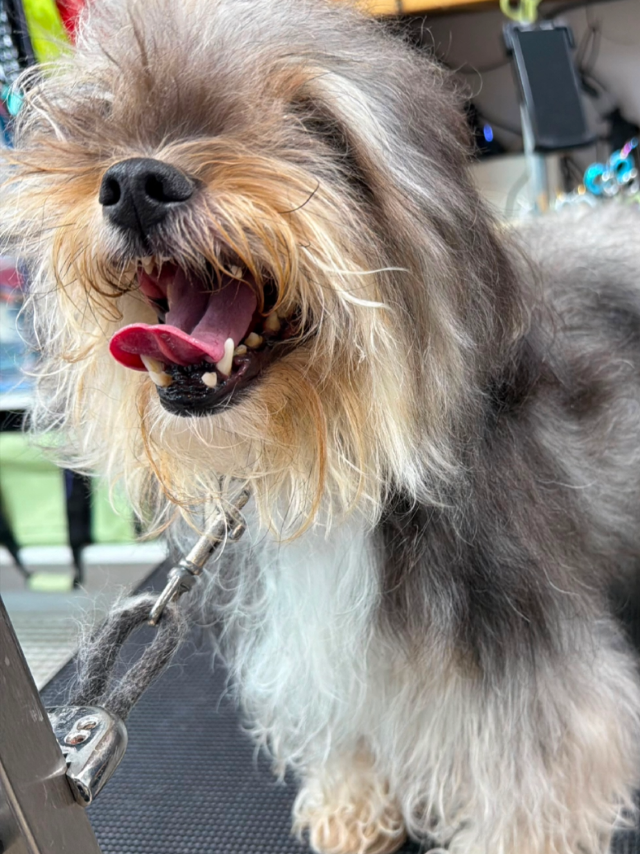@Petness_Wandererhub