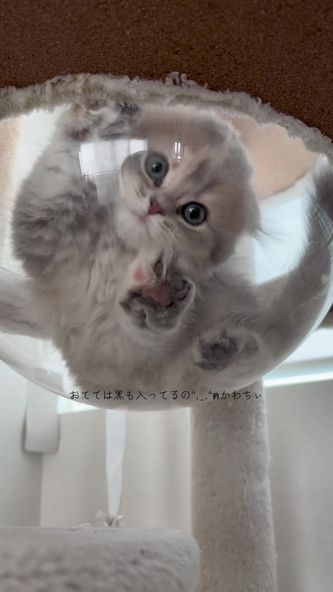 @うにくんとしらすちゃん